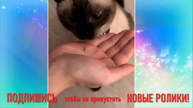 ДАЕМ КОТИКУ ТАБЛЕТКУ смотреть онлайн