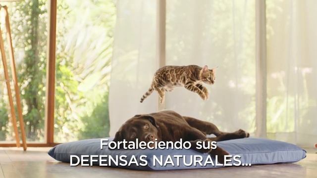 Purina® Cat Chow® смотреть онлайн