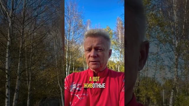 Смысл жизни: от детства до последнего вздоха и тайна сознания у животных смотреть онлайн