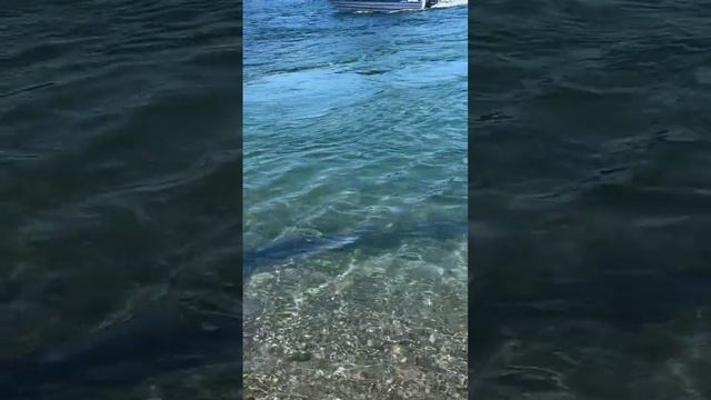 Вода в море в штате Вашингтон холодная и летом и зимой смотреть онлайн