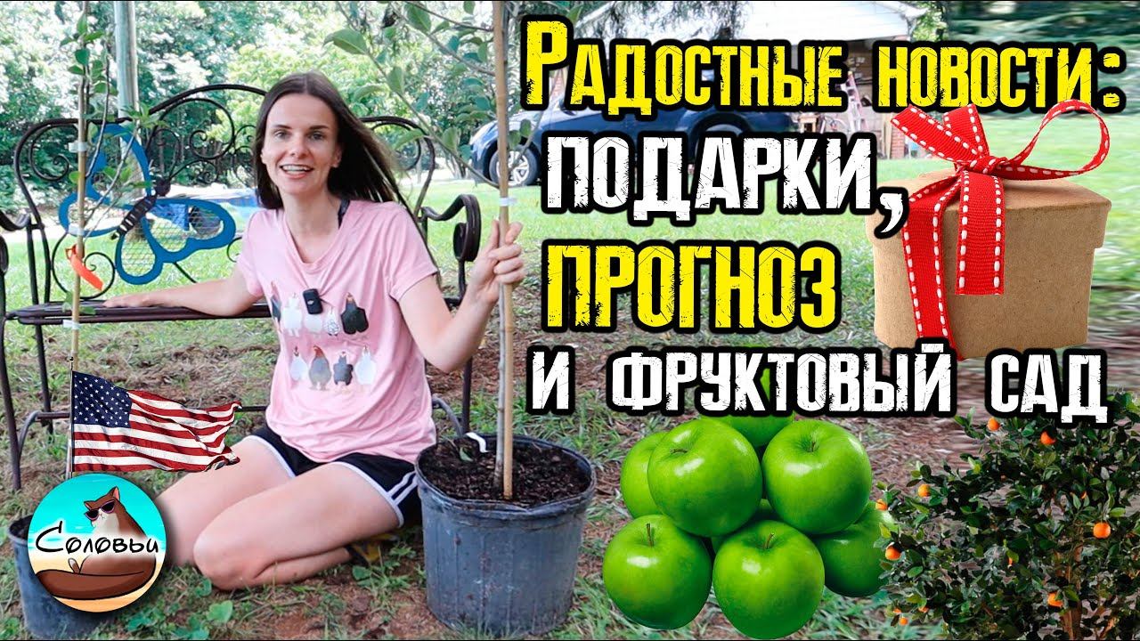 Радостные новости: подарки, прогноз и фруктовый сад
