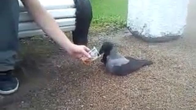 Drunk raven, пьяная ворона! смотреть онлайн