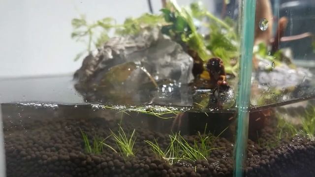 25l/6.6 Gallon Betta Fish Tank Setup - Aquascaping + Cleaning the Tank + Adding the Fish смотреть онлайн