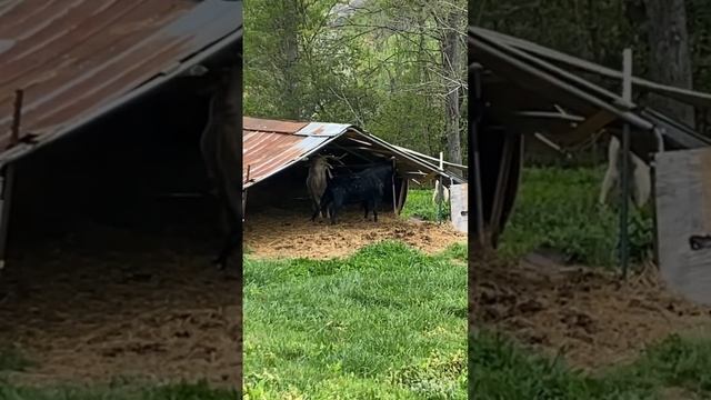 My Kiko buck tears up his house#kikogoats #goat #family смотреть онлайн