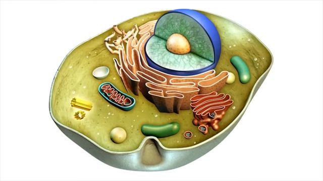 Жироген. Riebalu kodas смотреть онлайн