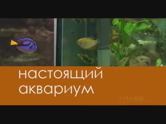 аквариумы 2016 /видео для внутреннего пользования, публичное размещение запрещено/