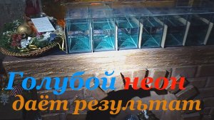 Разведение голубого неона Икра Личинка Лайфхак по воде