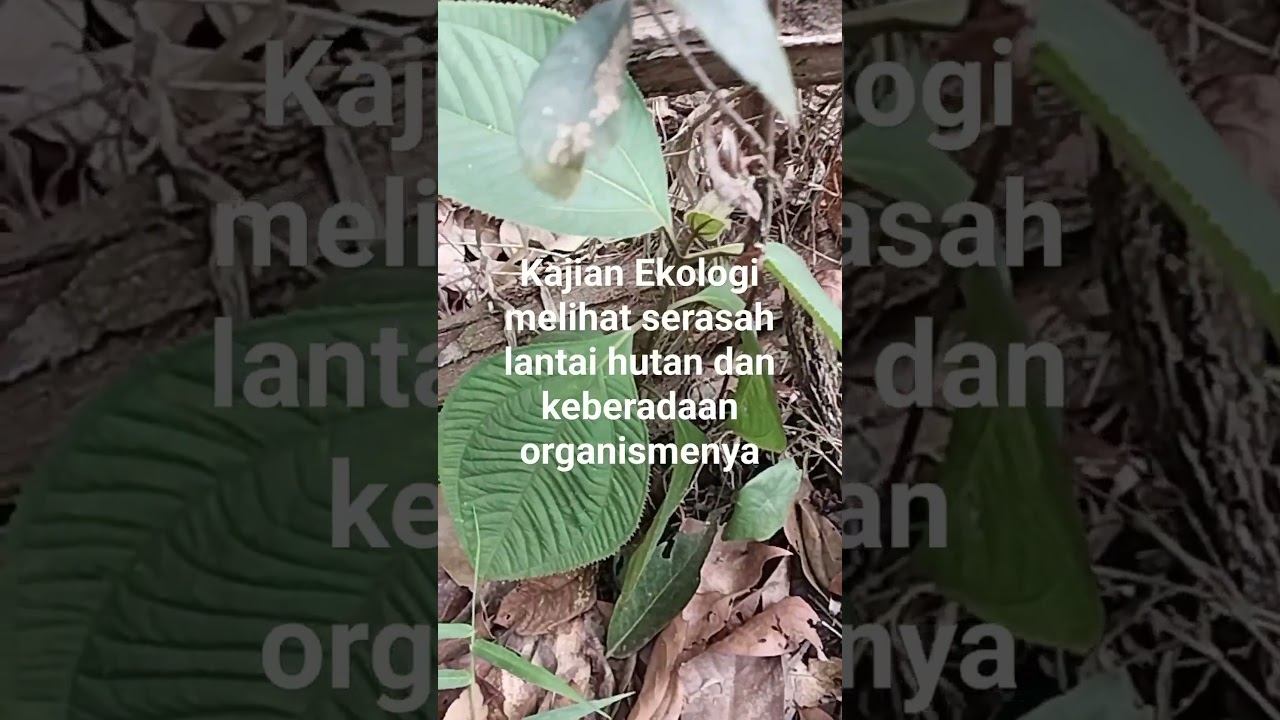 Serasah Lantai Hutan dalam kajian Ekologi смотреть онлайн