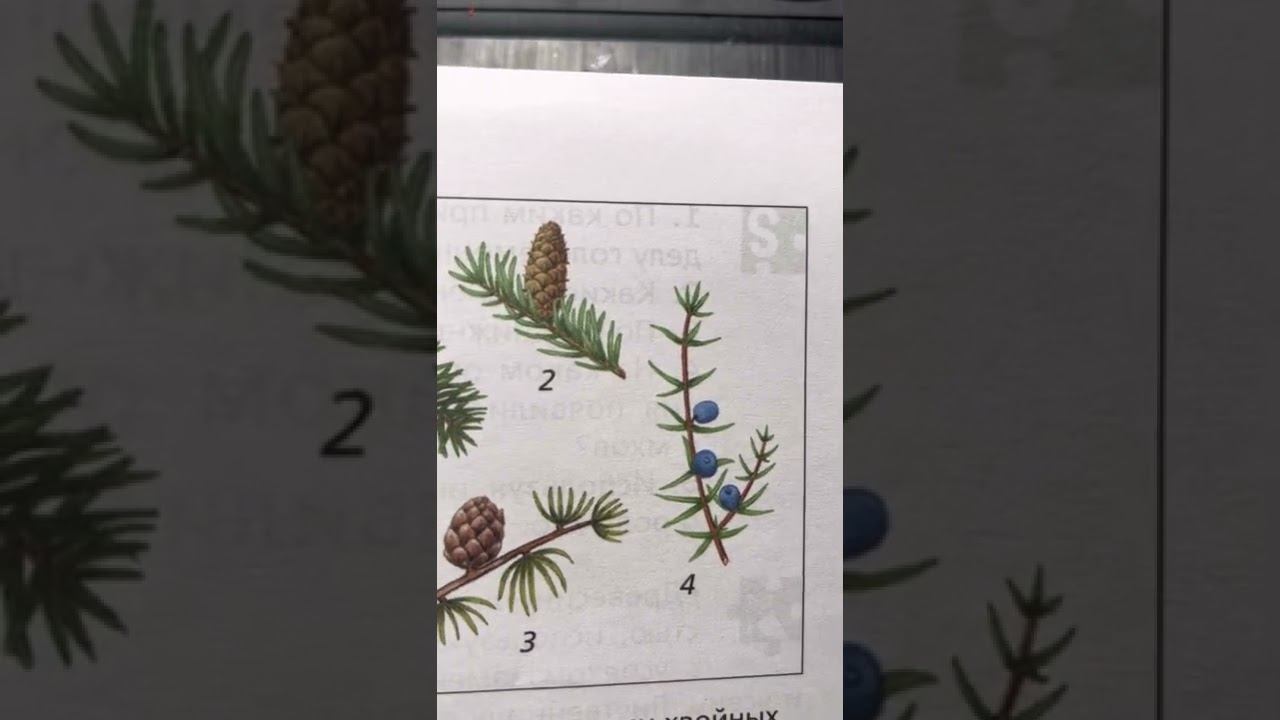 Биология 6 класс п23 🧬3 часть. смотреть онлайн