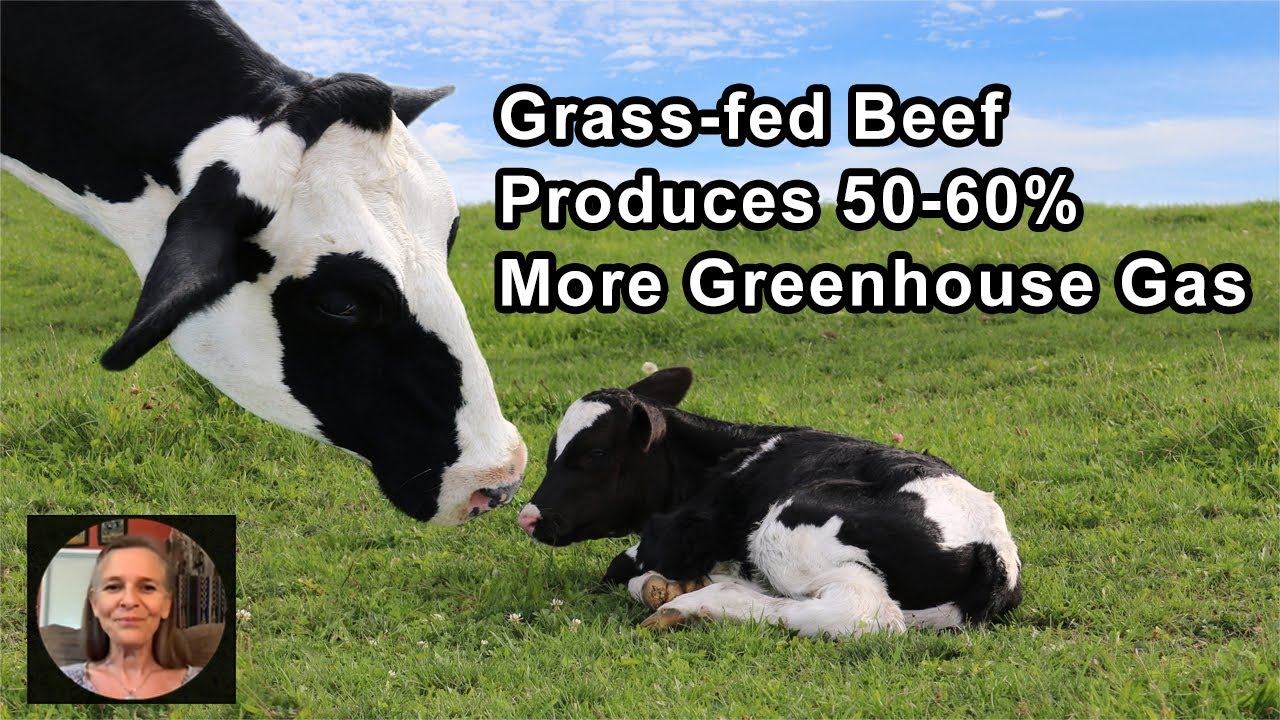 Grass-fed Beef Can Produce 50-60 Percent More Greenhouse Gas Emissions Than Commercial Beef смотреть онлайн