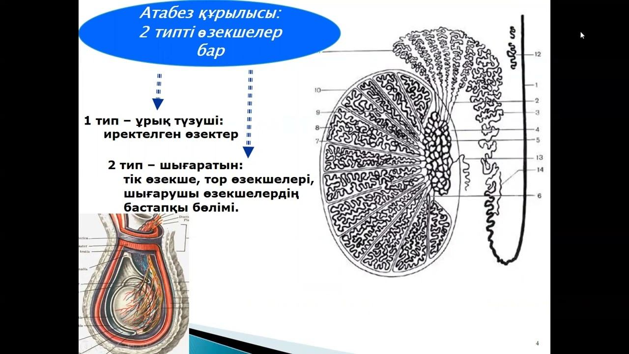 Ер жыныс мүшелерінің функциялық анатомиясы смотреть онлайн
