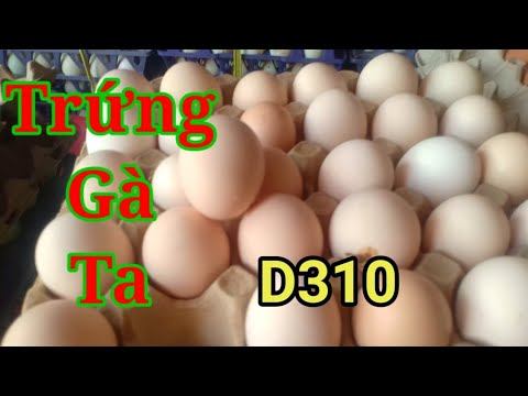 TRẠI GÀ ĐẺ TRỨNG TRẮNG HỒNG MANG LẠI GIÁ TRỊ KINH TẾ CAO trứng gà D310 смотреть онлайн