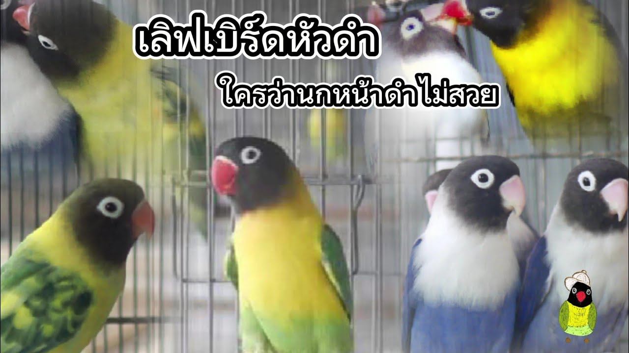 เลิฟเบิร์ดหัวดำ ใครว่านกหน้าดำๆจะไม่สวย สีสันโดดเด่น นกแก้วหัวดำ смотреть онлайн