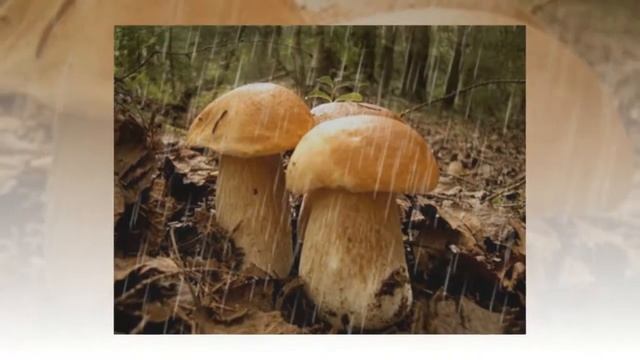 дивная пора смотреть онлайн