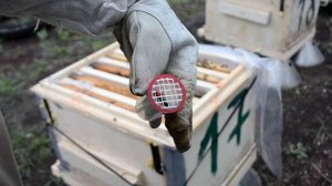 Метка маток – просто и быстро