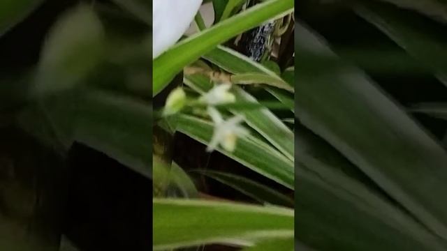 366 My Exptl Lrng Morning moments @ my home garden with Spider Plant :Trimerous Flowers смотреть онлайн