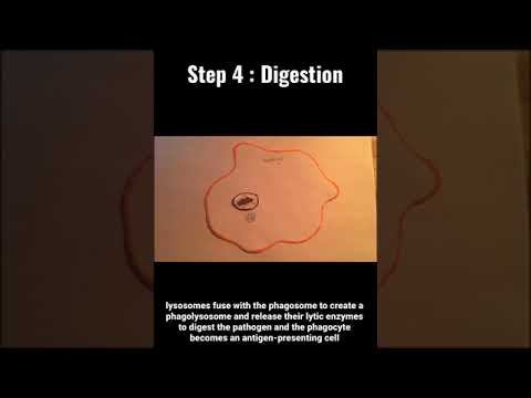 Phagocytosis : Stop Motion смотреть онлайн