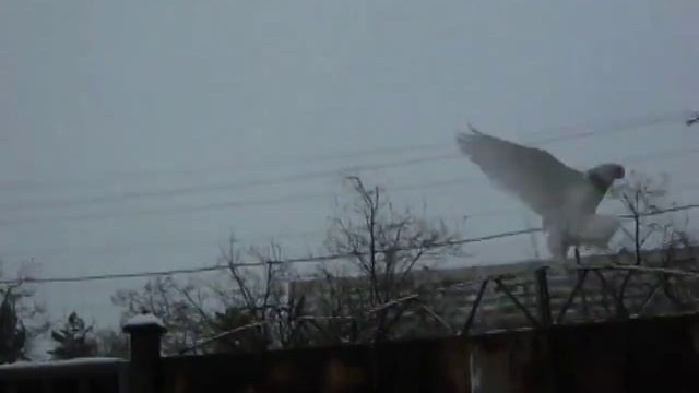 Голубеводы Казахстана Бланжевые Бориса Ильясова смотреть онлайн