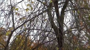 4K Zkouška sirén | sirenprobe | siren test | Тест сирен - СПб | Saint Petersburg 05.10.21_10.30 am