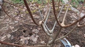 Обрезка гортензии Полярный медведь