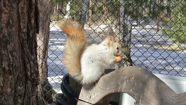 Белка выпросила фундук. #белка #squirrel смотреть онлайн