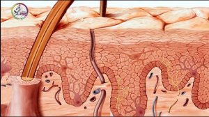 Строение и функция кожи