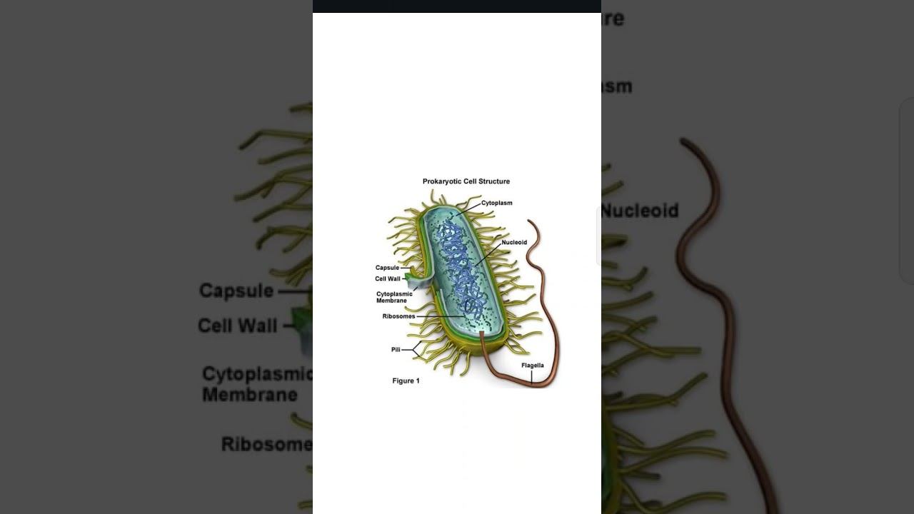 E.coli ultra stracture. смотреть онлайн