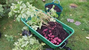 Урожай картофеля сорта Алоутте/Alouette Eko! 2023 года