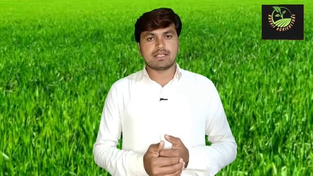 Tank Mixed Spray of Potash, Amino acids and Fungicide in Wheat ||Kashif Agriculture 🌱❣️ смотреть онлайн