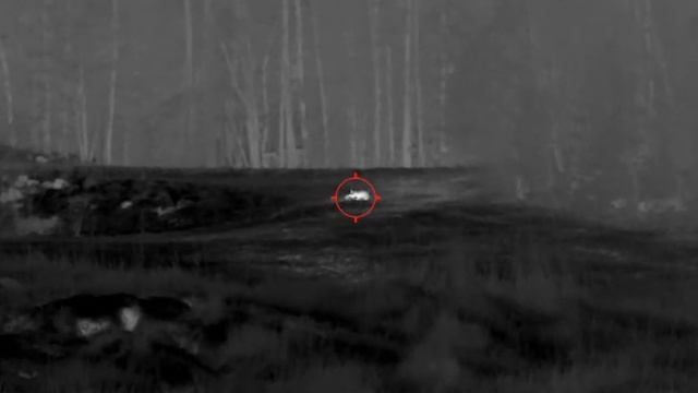 Wildboar Nighthunting. Pulsar Talion Xq35 Pro.