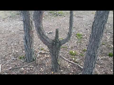 QUAKE logo irl смотреть онлайн