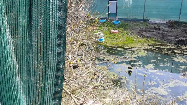 [Natalex] Дачный влог, палим сырые ветки, греемся печью в холодном доме...))) смотреть онлайн