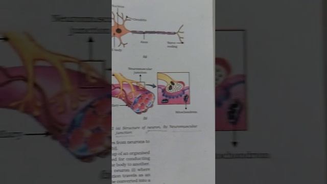 Study Time:-Class10 CBSE Biology Chapter 6 Control and coordination -Neuron structure. смотреть онлайн