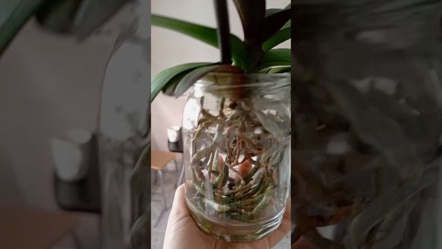 Корни орхидей в открытой системе смотреть онлайн