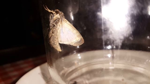 [Natalex] Кто жрёт ваши баклажаны... смотреть онлайн