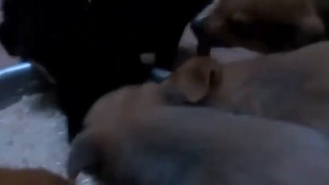 Пополнение в Найде смотреть онлайн
