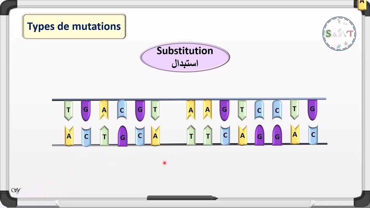 les types de mutations ✨cours SVT📑2bac svt/pc 🧬شرح بالدراجة و الفرنسية смотреть онлайн