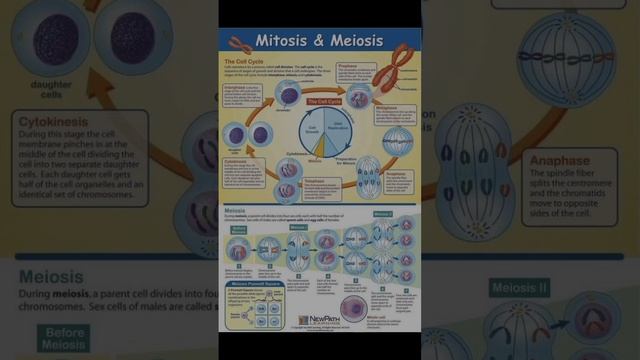 Mitosis and Meiosis смотреть онлайн