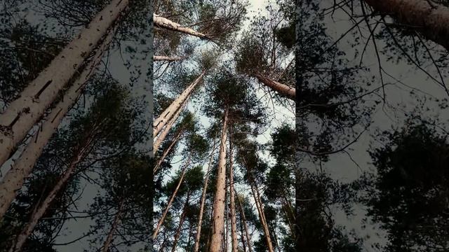 Акулы устали - Like A Bird