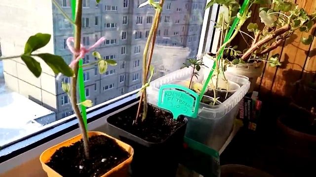 5 марта 2021 г. смотреть онлайн
