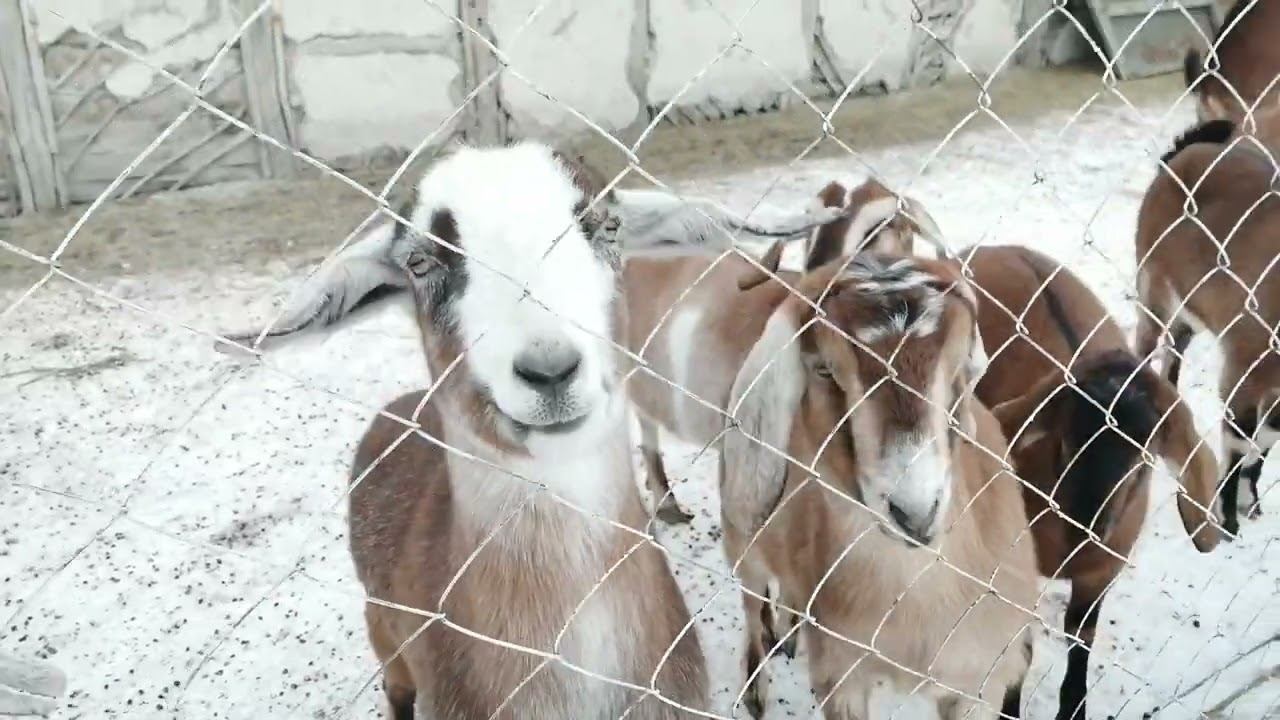 ЛПХ "Лунная долина" смотреть онлайн