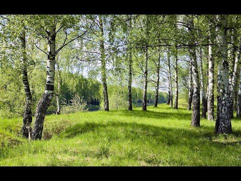 Радость смотреть онлайн