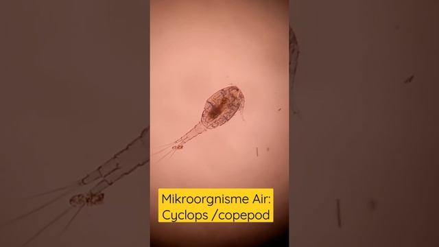 Cyclops (freshwater copepods) | adalah hewan bercangkang (Crustaceae) berukuran kecil sekitar 0,5 m смотреть онлайн