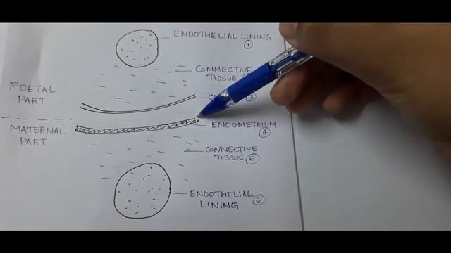 Placenta types - Histological basis of classification смотреть онлайн