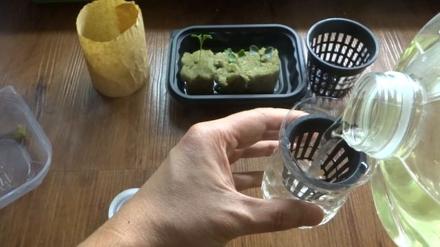 Hydroponic Kale - Dinosaur Kale Kratky Method - Non-Circulating Hydroponic 01 смотреть онлайн