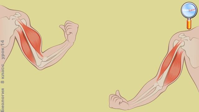 биология 8 класс . § 21 Строение и функции мышц. смотреть онлайн