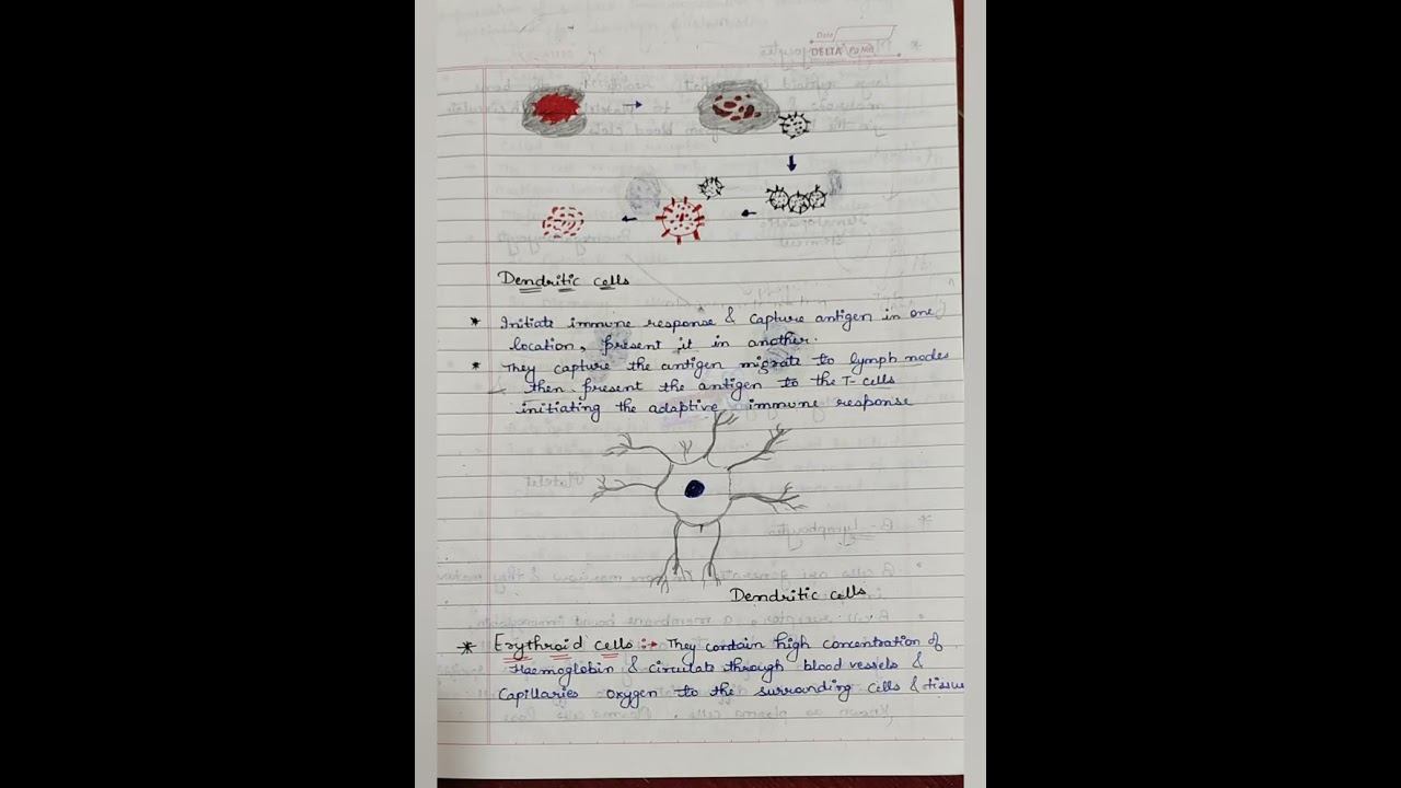 Haematopoesis and stem cell , granulocytes and agranulocytes , blood cells , monocytes , macrophage смотреть онлайн