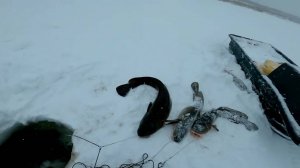 Рыбалка у чёрной дыры. Ловля налима. Тридцать третья серия.