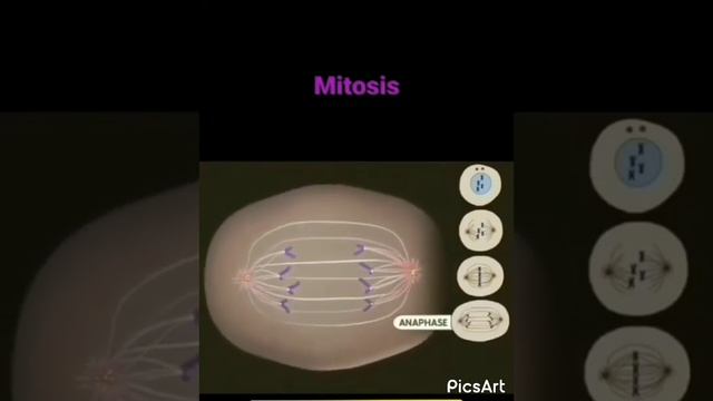 Mitosis cell division #biologyscience #ytshort #knowledge смотреть онлайн
