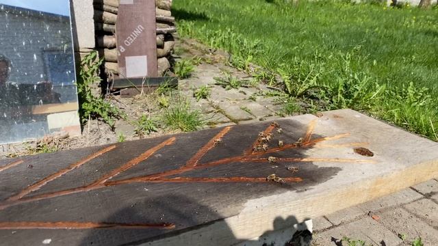Поилка для пчёл смотреть онлайн